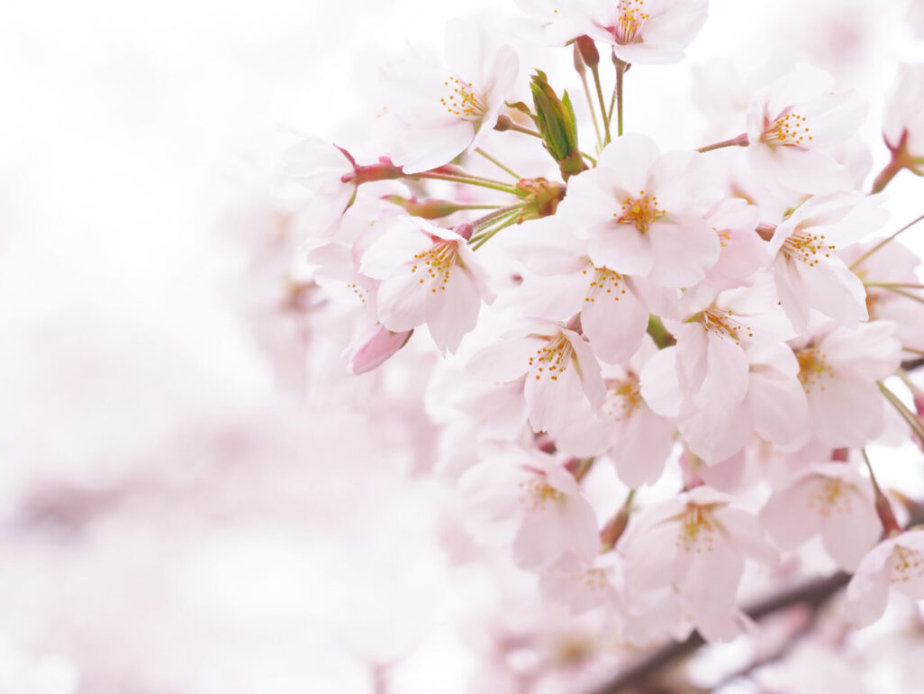 弘前市弘前公園の桜