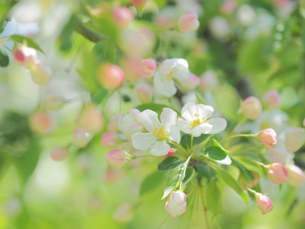 弘前市弘前りんご公園のりんごの花