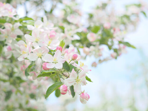 弘前市りんご公園のりんごの花